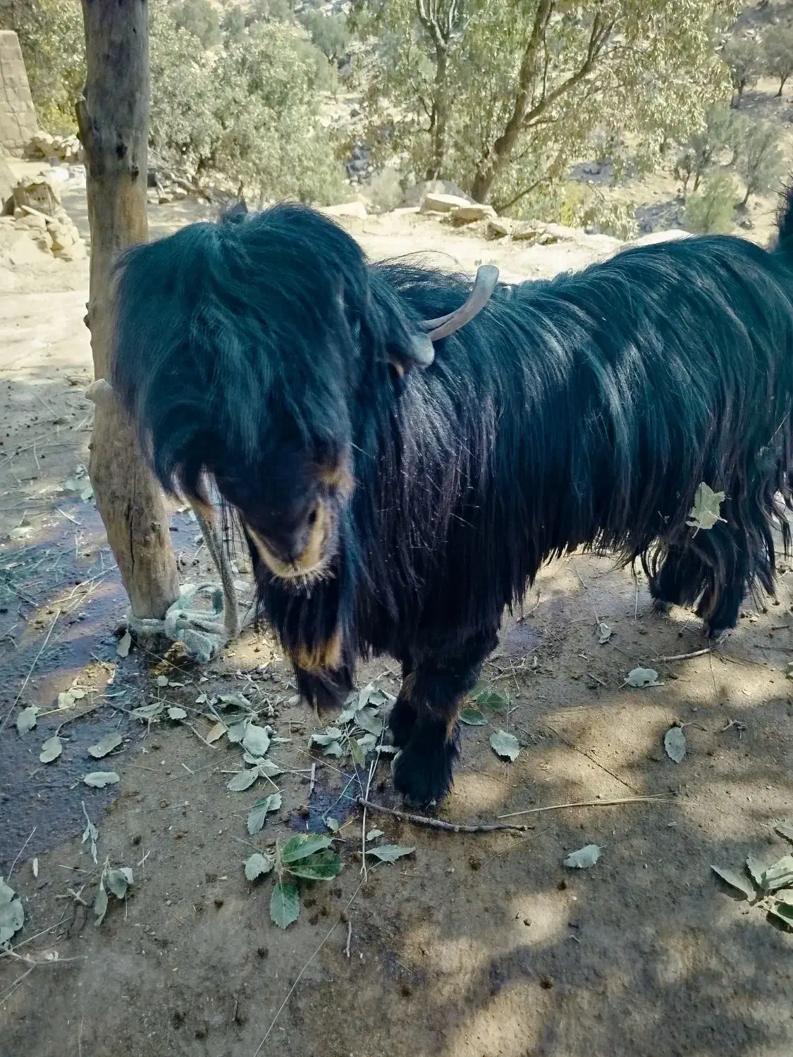 بز وبیگ|حیوانات مزرعه|شوشتر, |دیوار