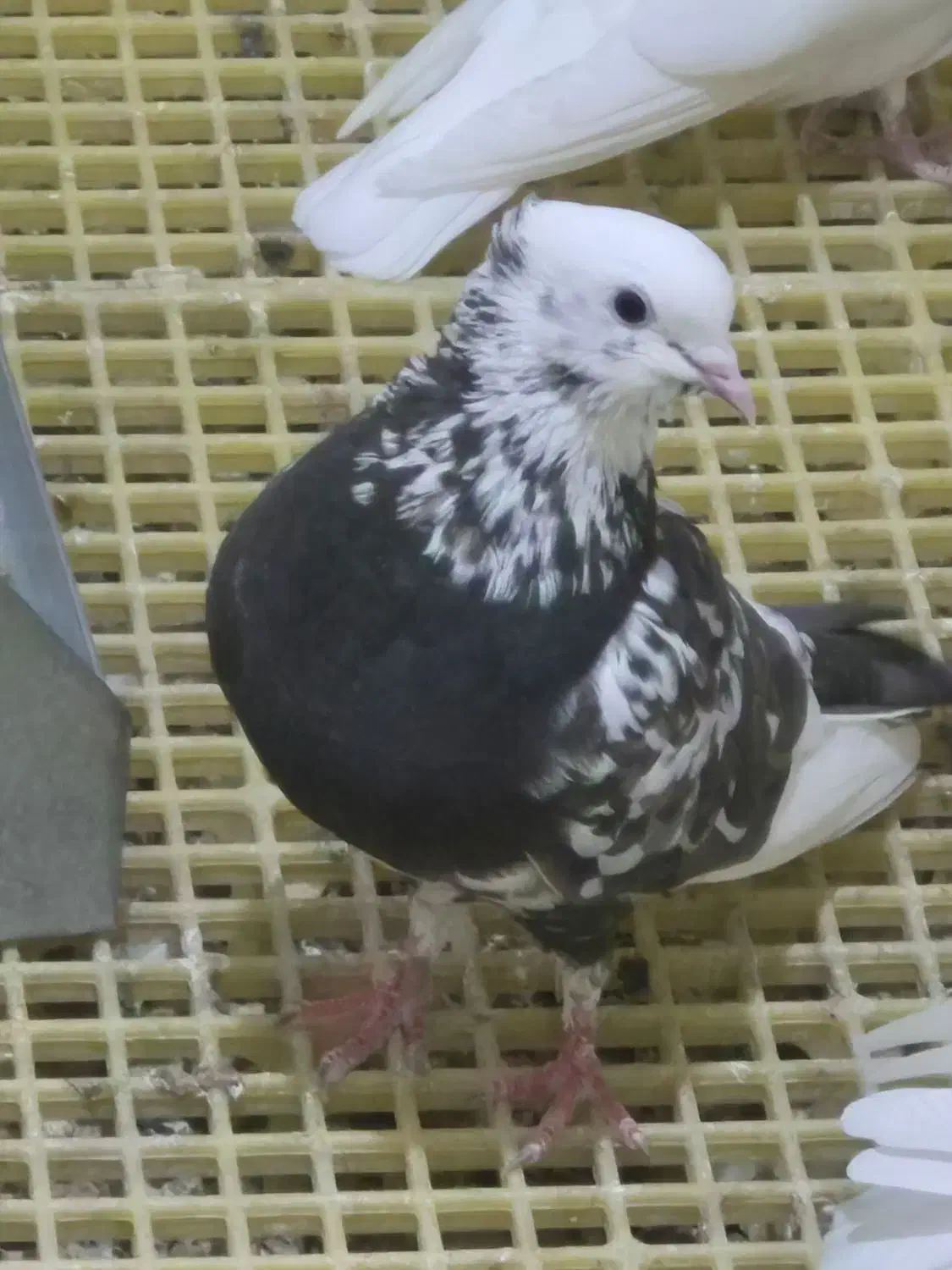 کبوتر کشتنی(قابل معاوضه)|پرنده|بهبهان, |دیوار