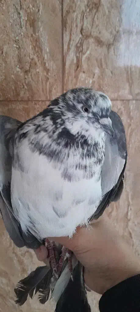 اعددسوسکی پرشی|پرنده|ایلخچی, |دیوار