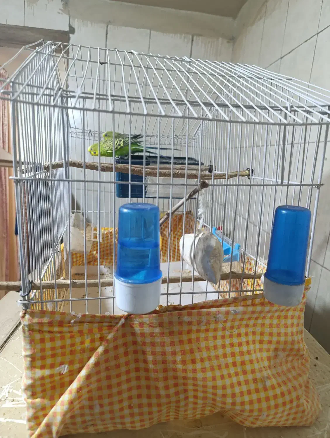 مرغ عشق با قفس و وسایل|پرنده|سراوان, |دیوار