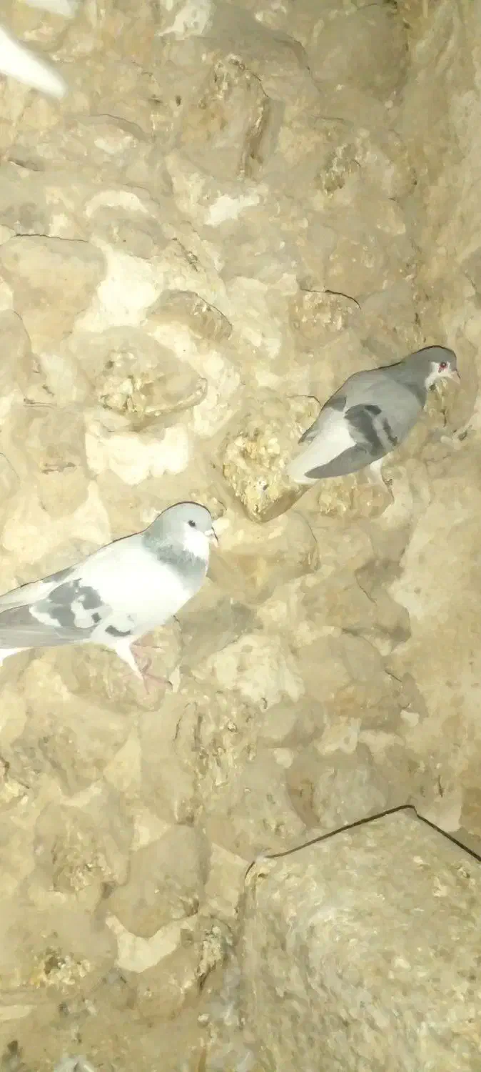 کبوتر|پرنده|کوهمره, |دیوار