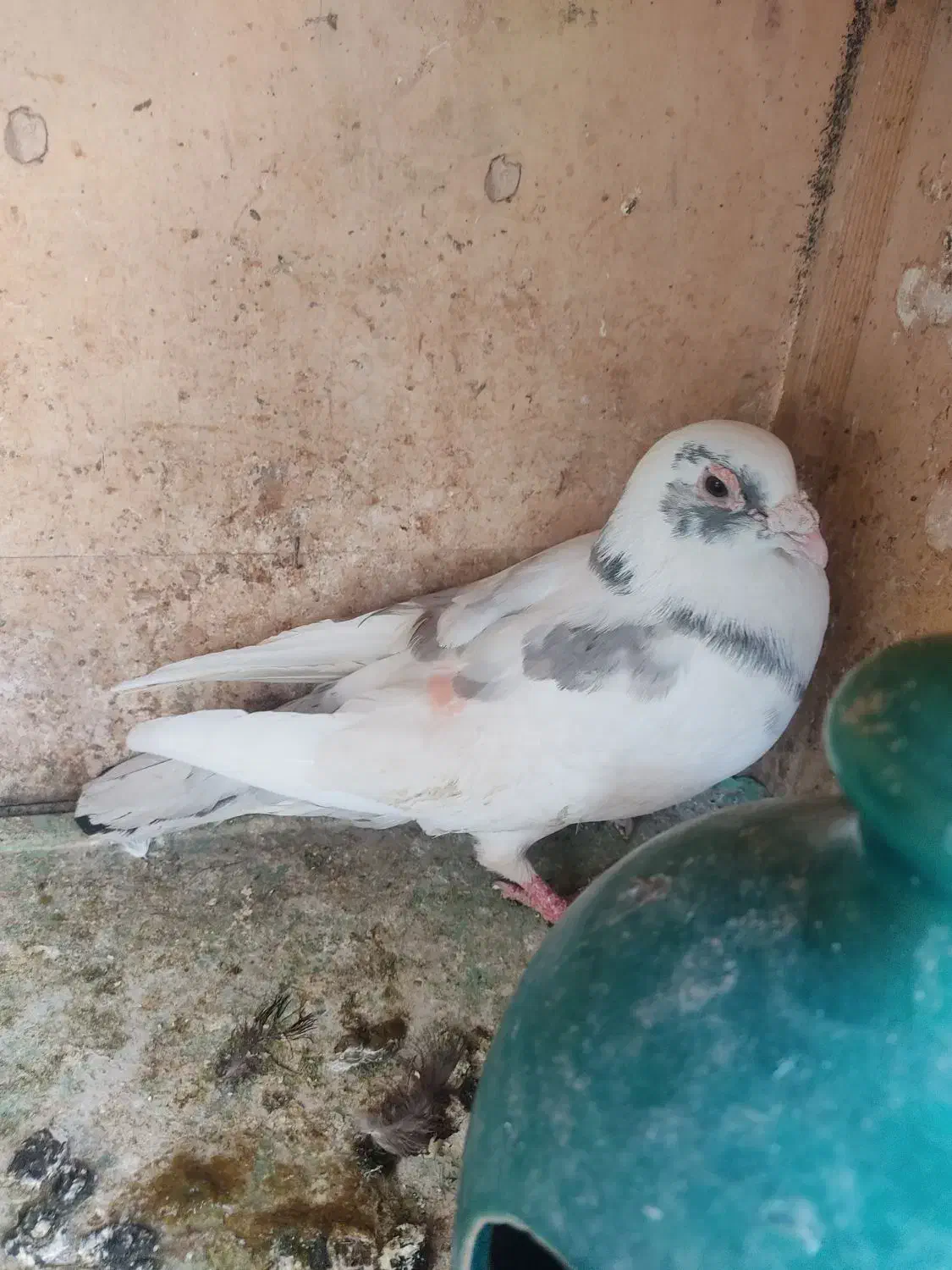 کفتر آلمانی شهرستانی|پرنده|تهران, یافتآباد|دیوار