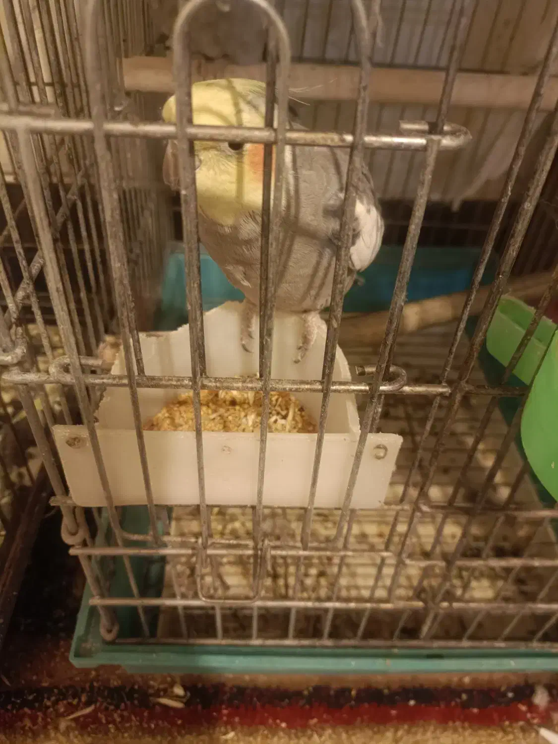 عروس هلندی|پرنده|مرودشت, سهلآباد|دیوار