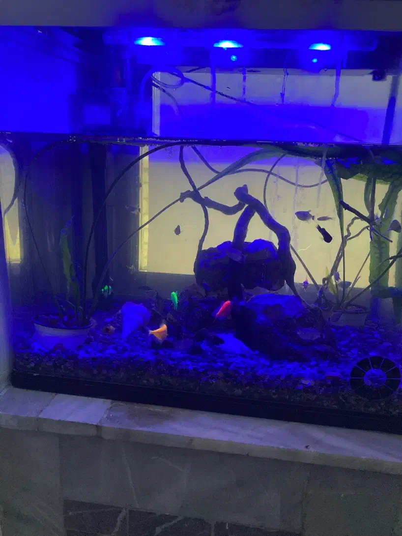 آکواریوم با تمامی وسایل|ماهی|شاهین‌شهر, گزبرخوار|دیوار