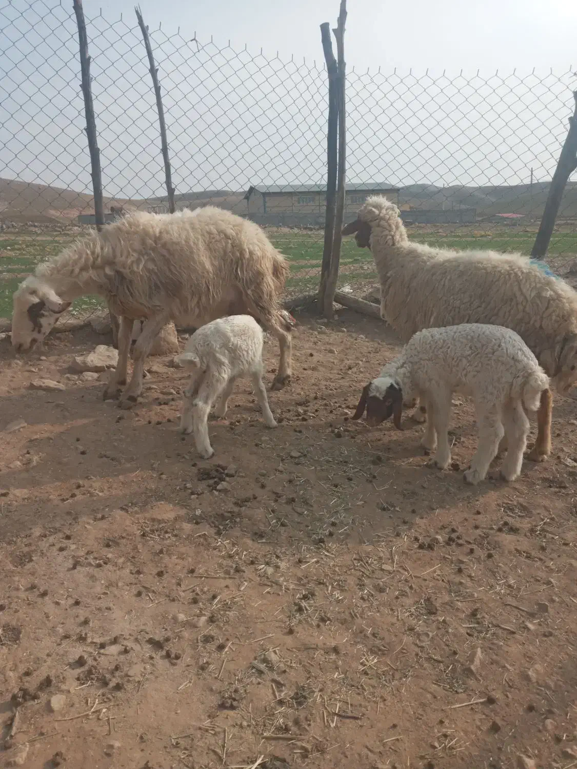 میش و بره|حیوانات مزرعه|آبدانان, |دیوار