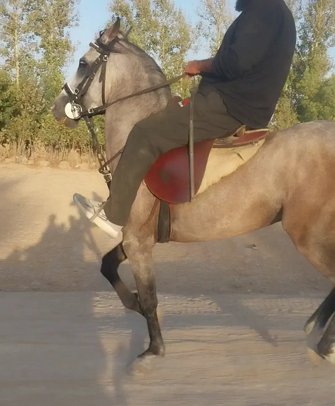 اسب نریون ابرش|اسب و تجهیزات اسب‌سواری|خمینی‌شهر, |دیوار