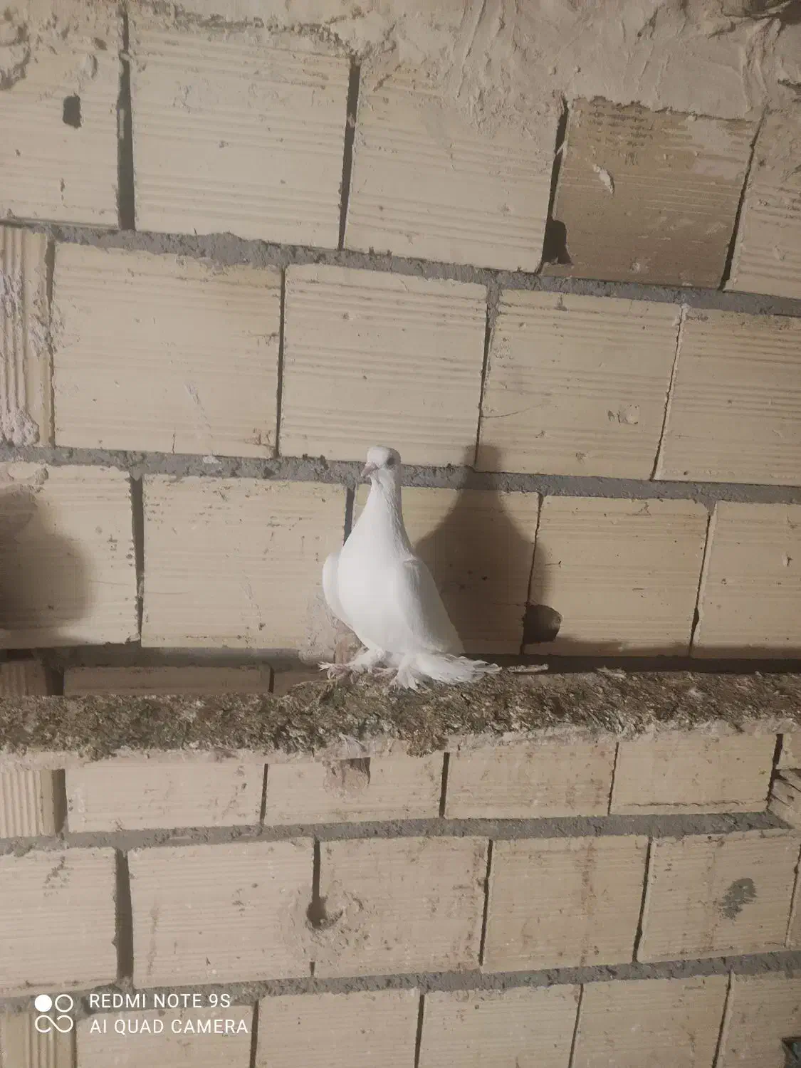 کفتر|پرنده|یامچی, |دیوار