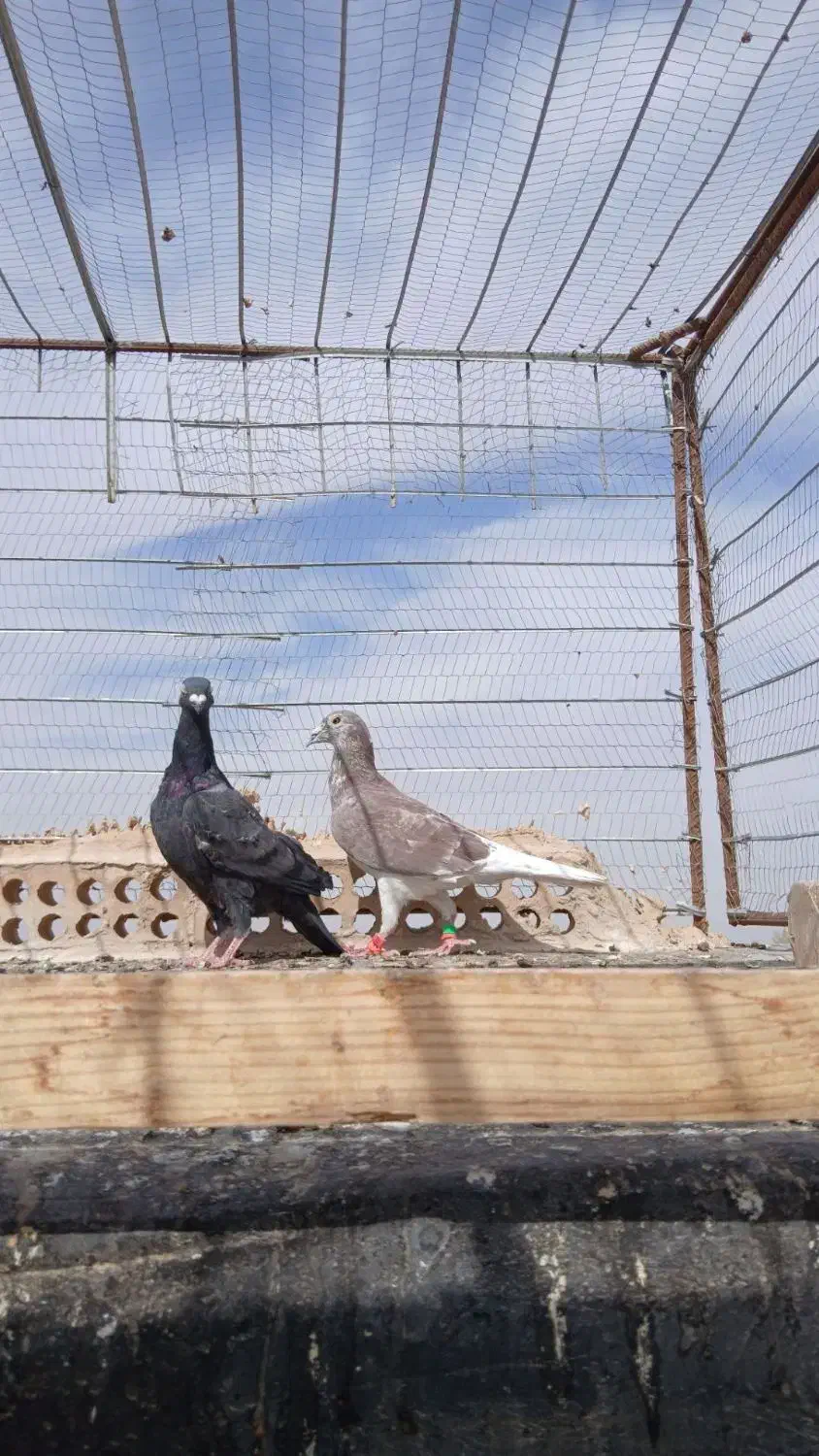 سه عدد کبوتر نر سالم|پرنده|تربت جام, رضاآباد|دیوار