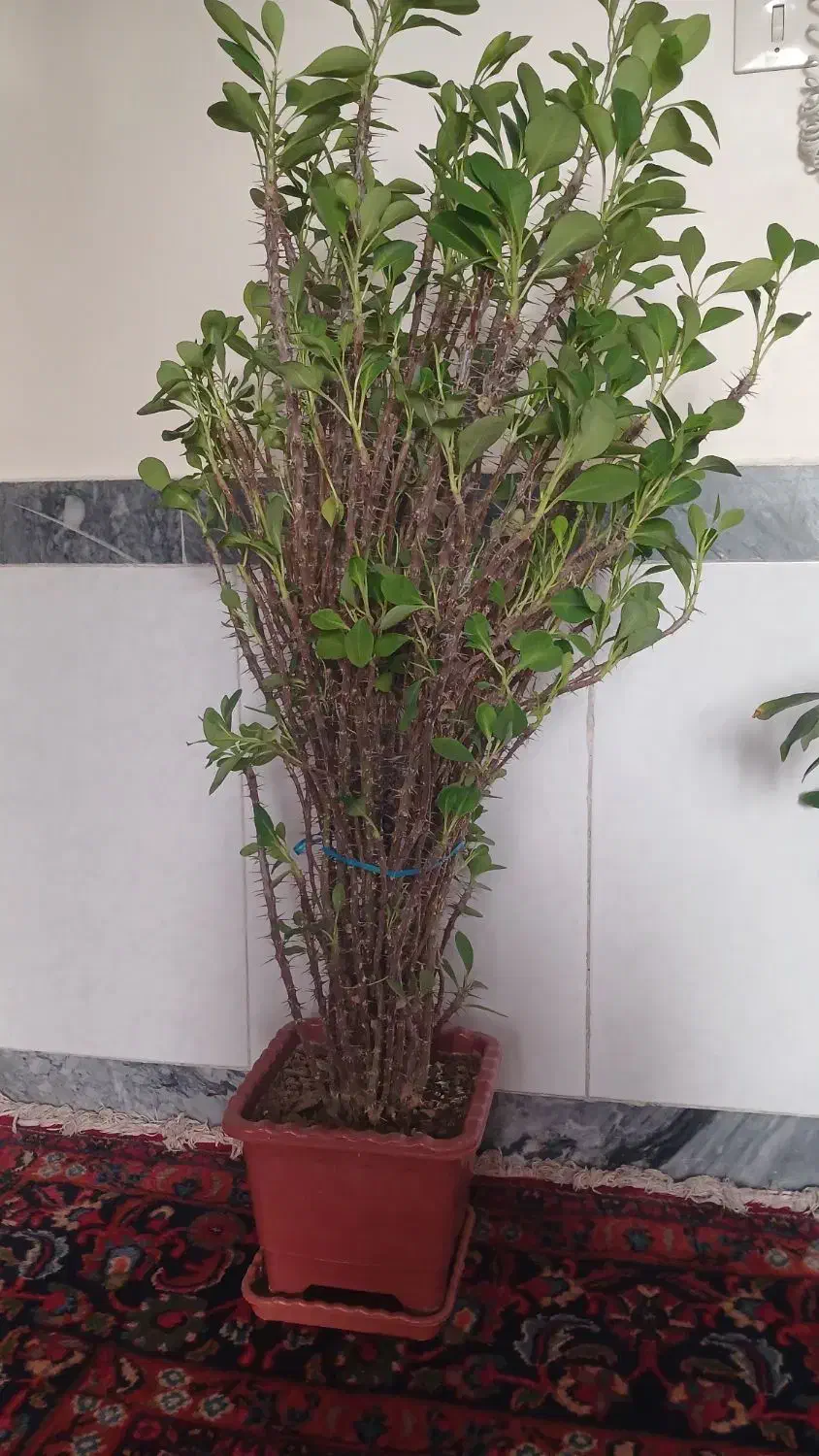 گل طبیعی|گل و گیاه طبیعی|بناب, |دیوار