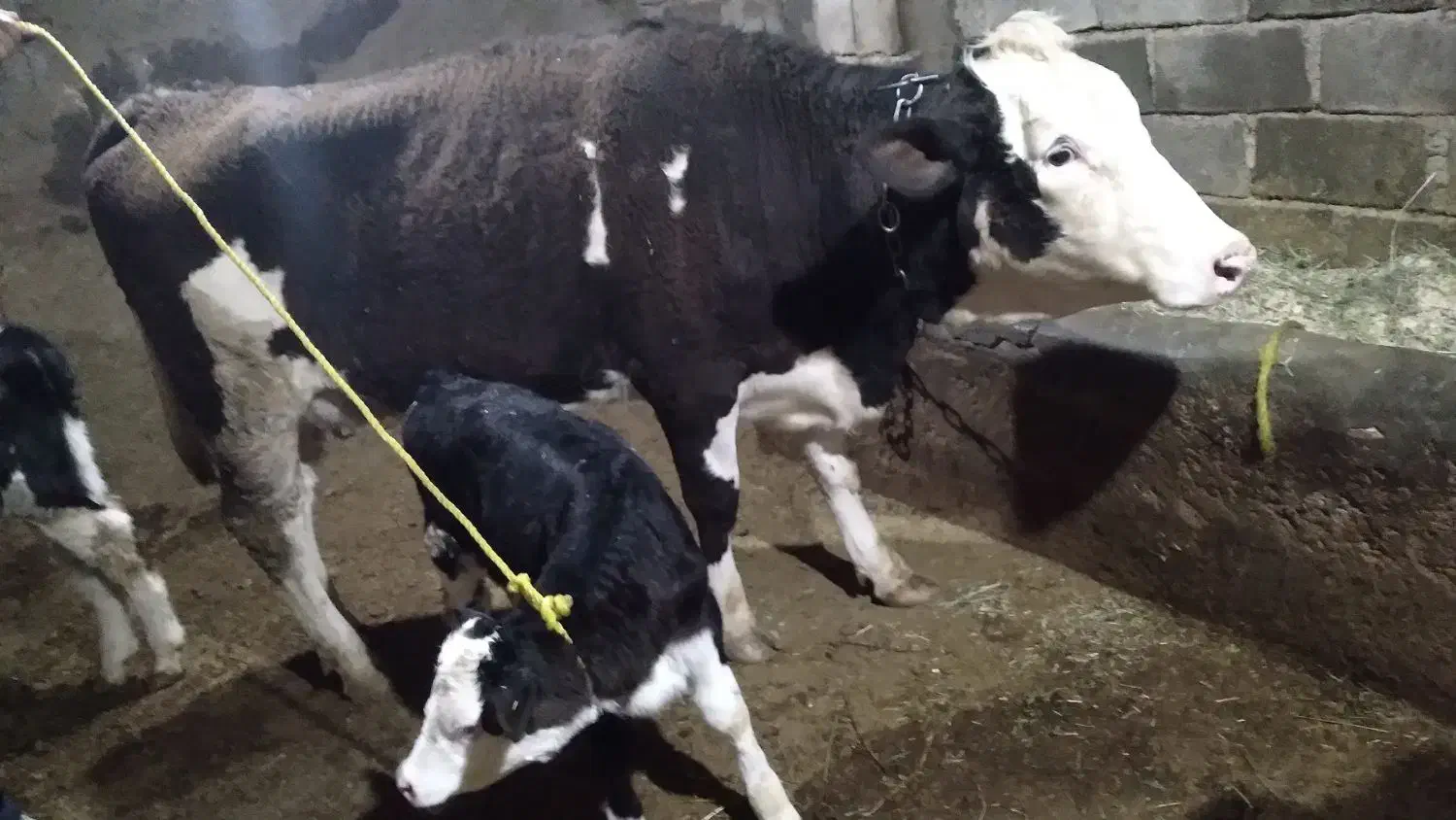 گاو سیمیتال|لوازم جانبی حیوانات|سراجو, |دیوار