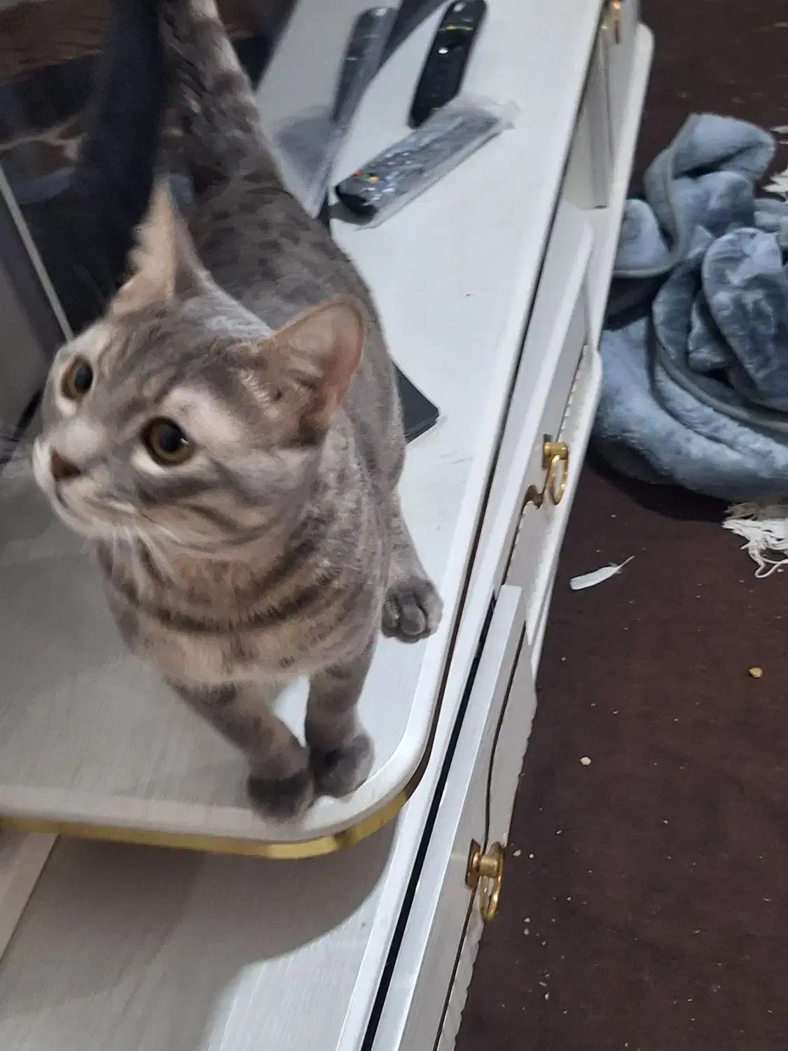 واگذاری گربه|گربه|قم, نیروگاه|دیوار