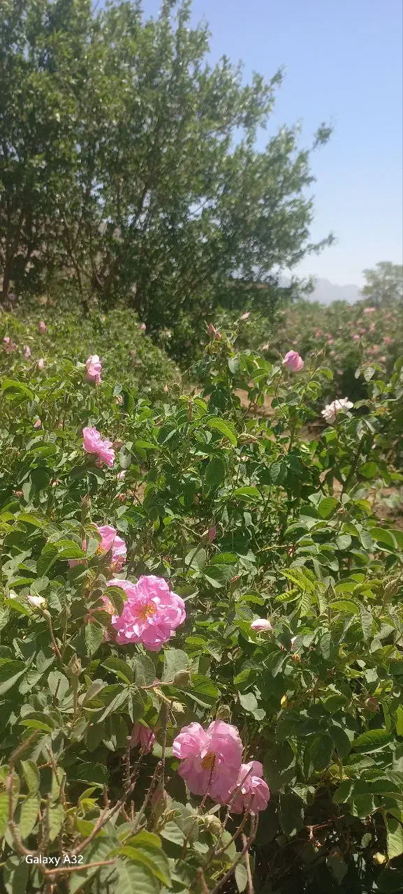 باغ گل محمدی|فروش زمین و ملک کلنگی|کاشان, فاز ۱ ناجی آباد|دیوار