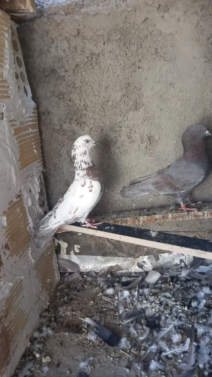 کفتر|پرنده|فولادشهر, B2|دیوار