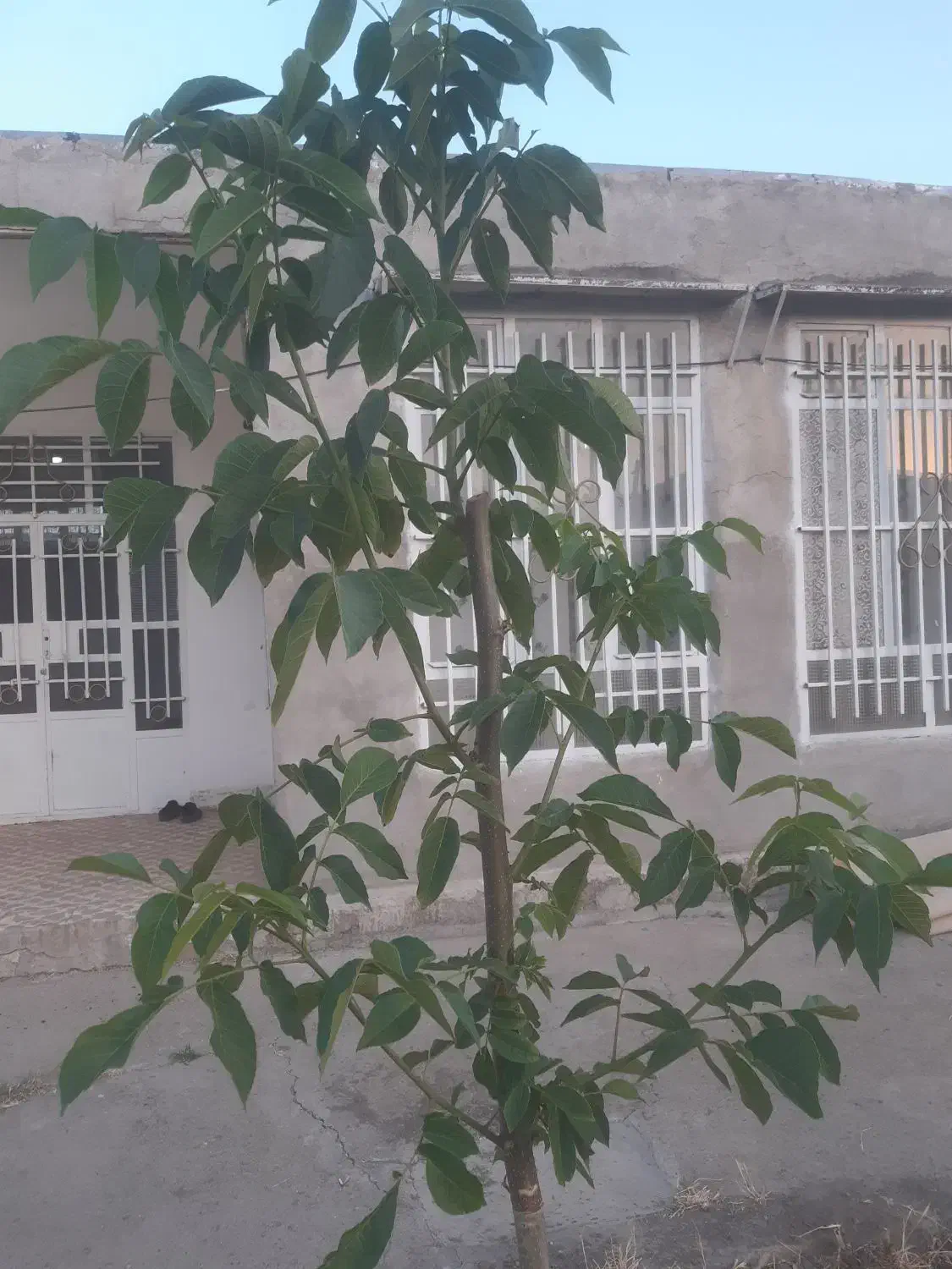 خانه ویلایی|فروش خانه و ویلا|شاهین دژ, |دیوار