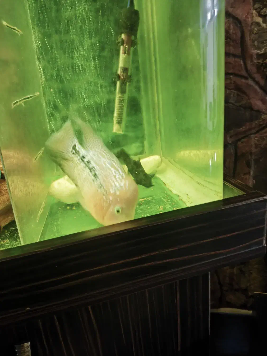 ماده فلاور کامفا|ماهی|آبعلی, |دیوار