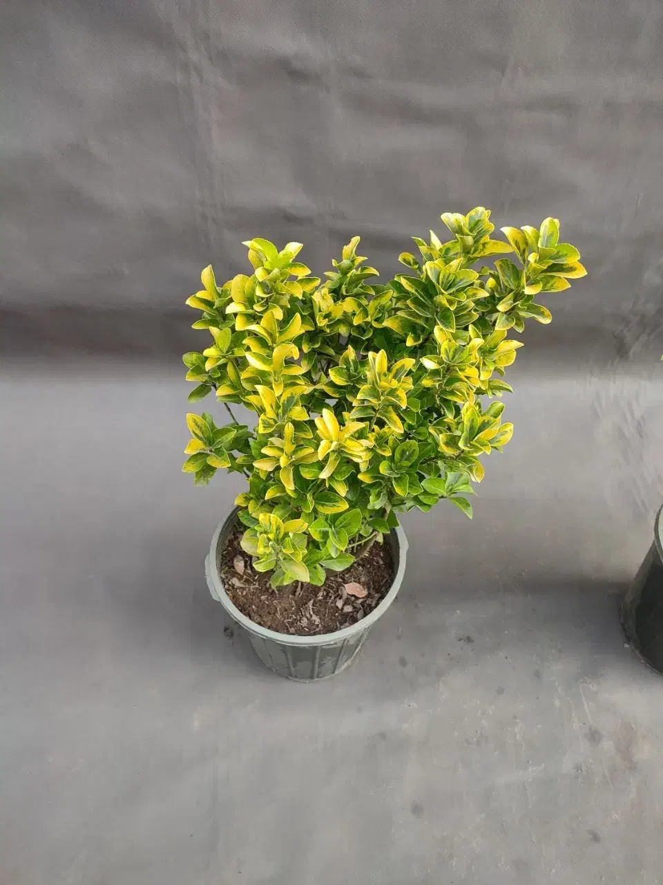 شمشاد طلایی /  ۵۰ سانتی/ سطل 10|گل و گیاه طبیعی|تهران, صادقیه|دیوار