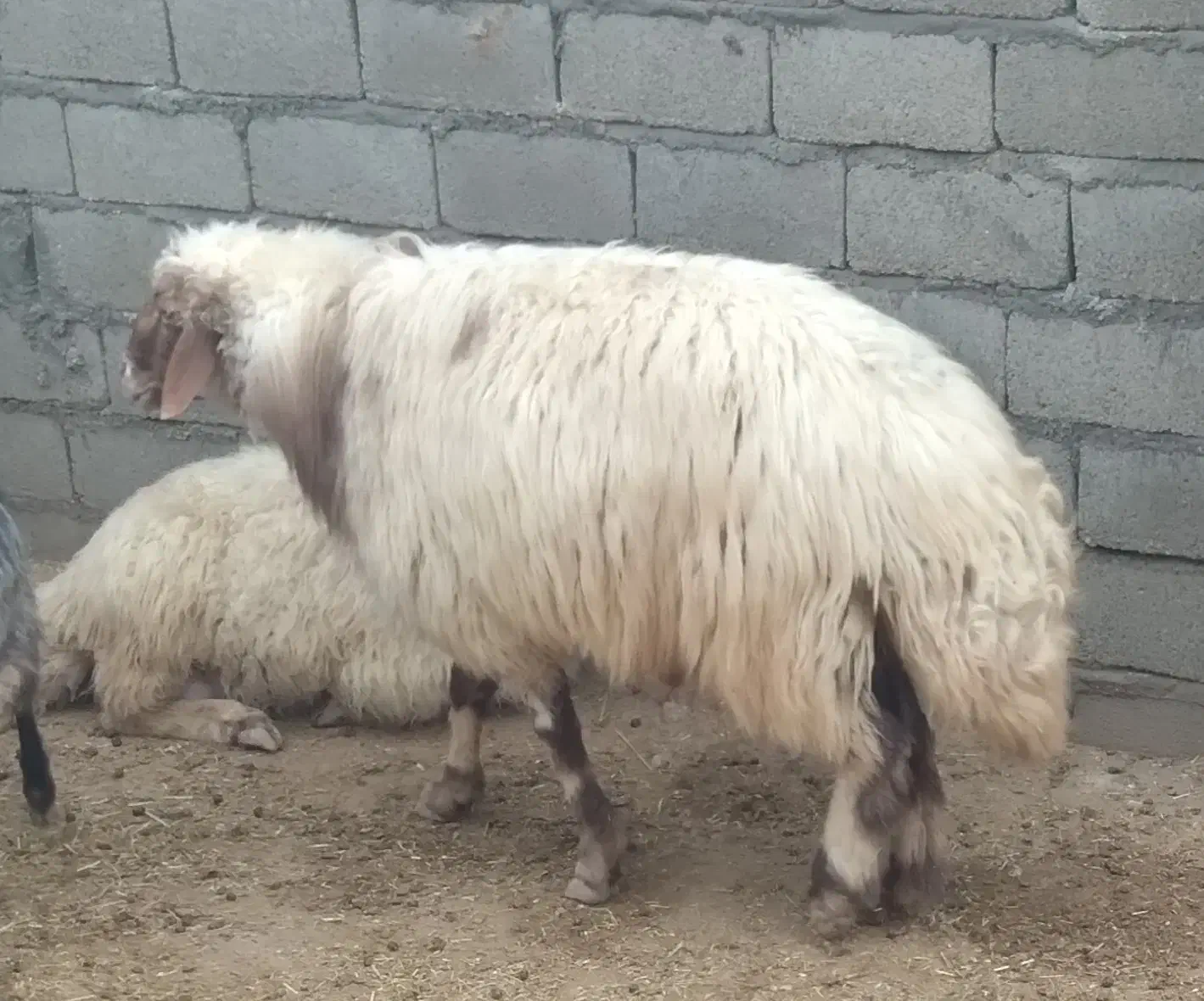 قوچ پروار|حیوانات مزرعه|دهلران, |دیوار