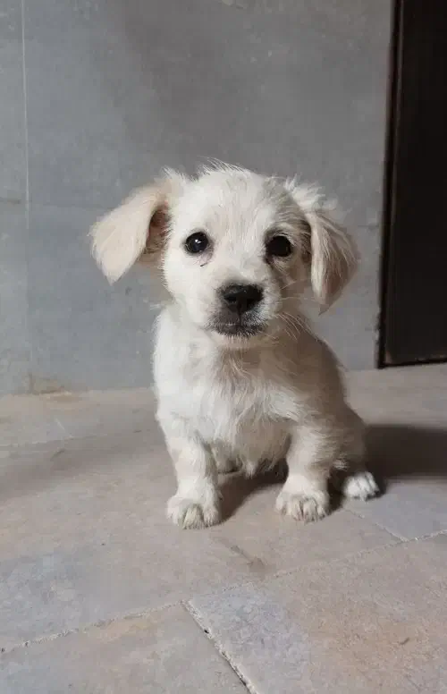 توله شیتزو|سگ|سبزوار, میدان بار|دیوار