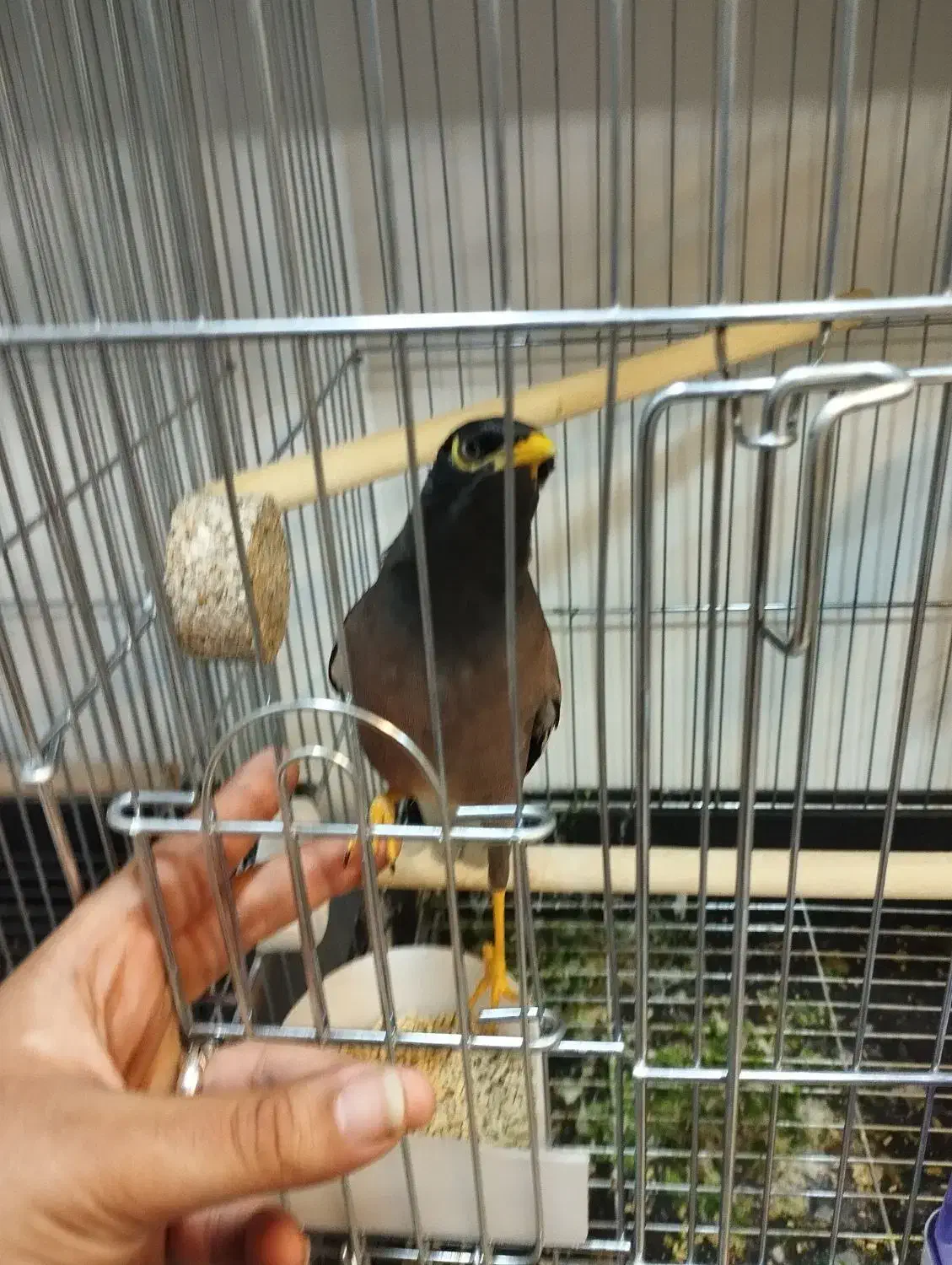 مرغ مینا|پرنده|اهواز, فولادشهر|دیوار