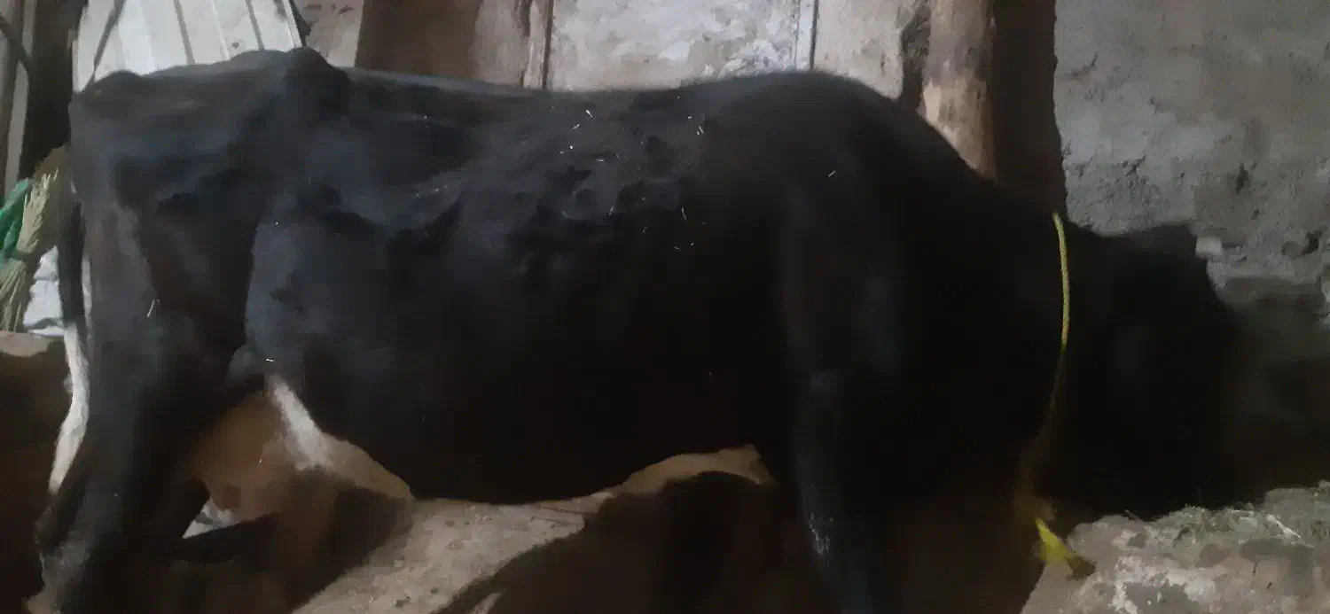 گاو گوساله|حیوانات مزرعه|حسین آباد, |دیوار