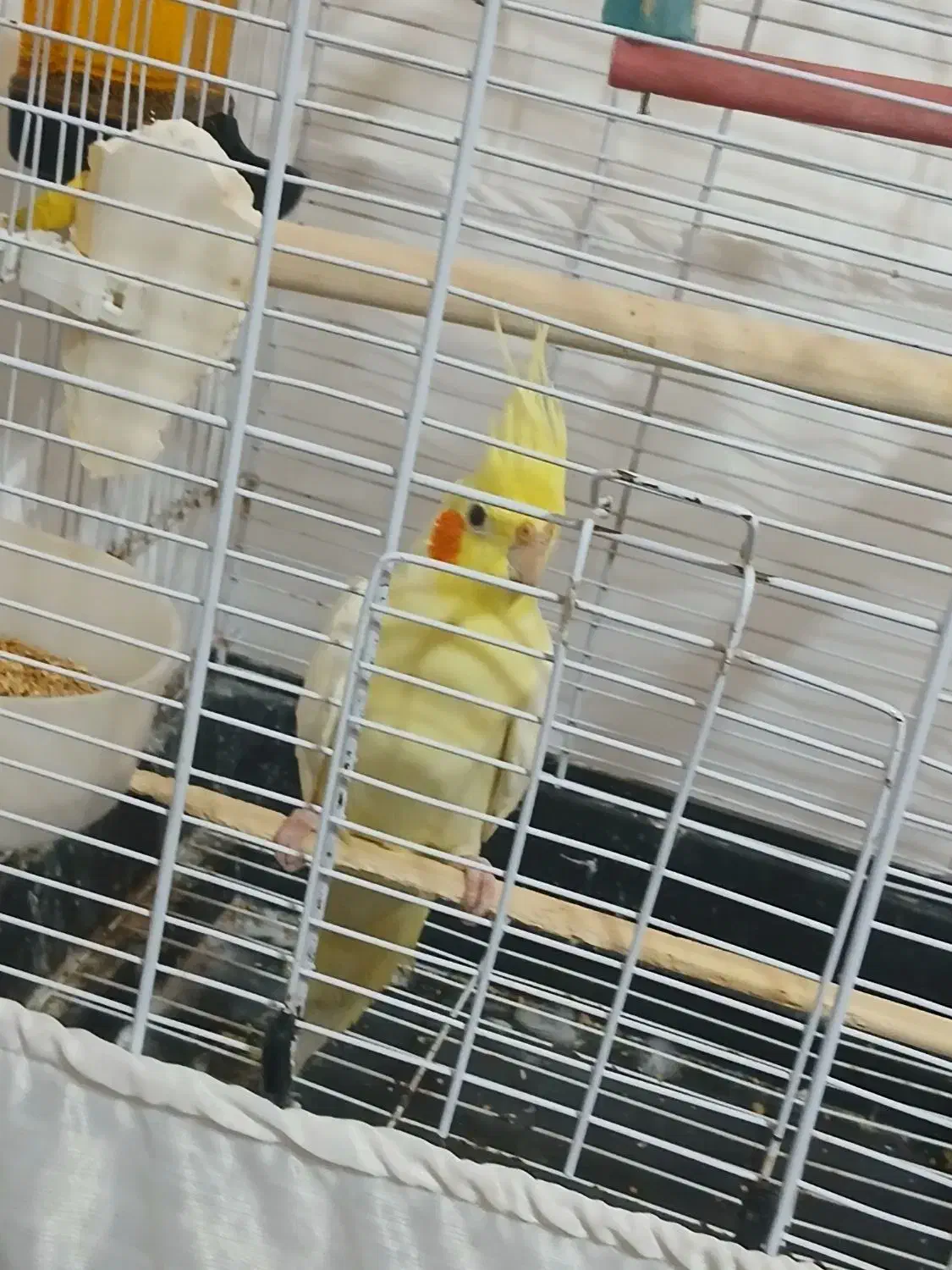 عروس هلندی نر|پرنده|کیاشهر, |دیوار