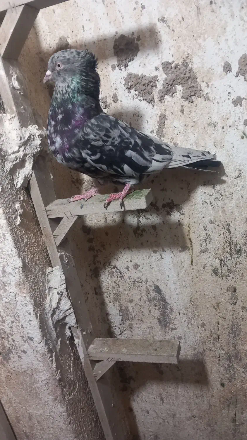 کفتر سرور کاکل|پرنده|شیراز, جوادیه|دیوار