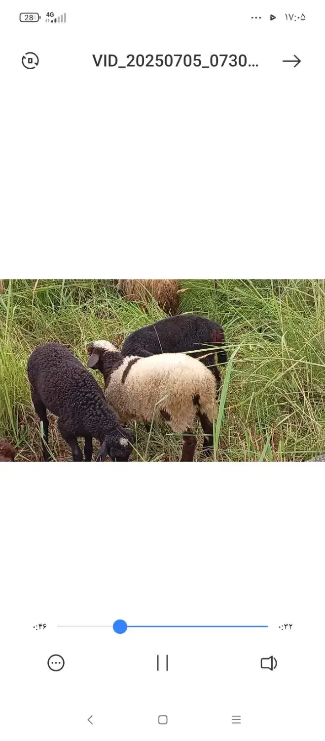 بره نر و ماده|حیوانات مزرعه|نوشهر, |دیوار