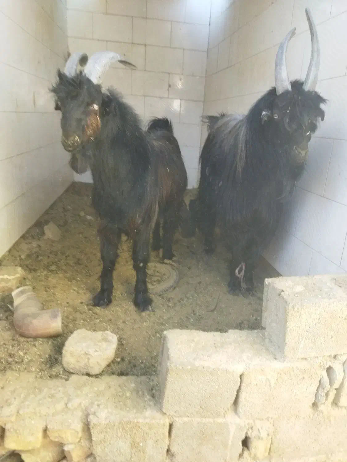 دو چپش نر|حیوانات مزرعه|شیراز, گویم|دیوار