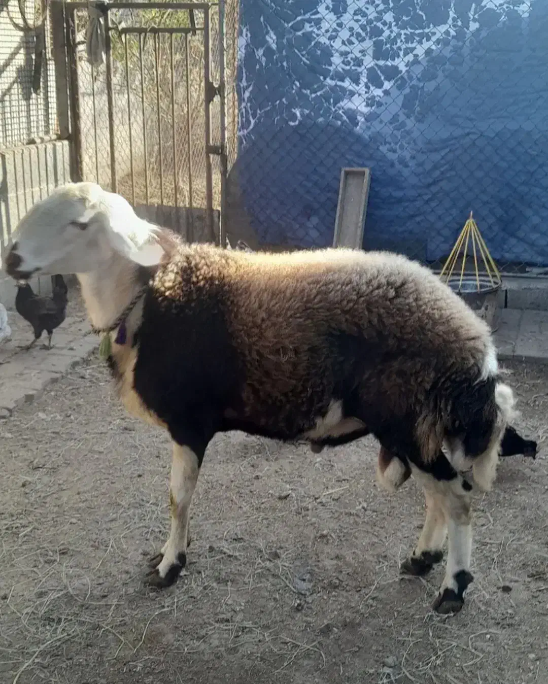 قوچ پوست گاوی|حیوانات مزرعه|مهرستان, |دیوار