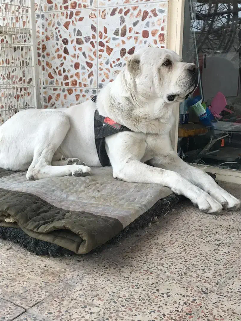 آلابای غول پیکر|سگ|تهران, دارآباد|دیوار