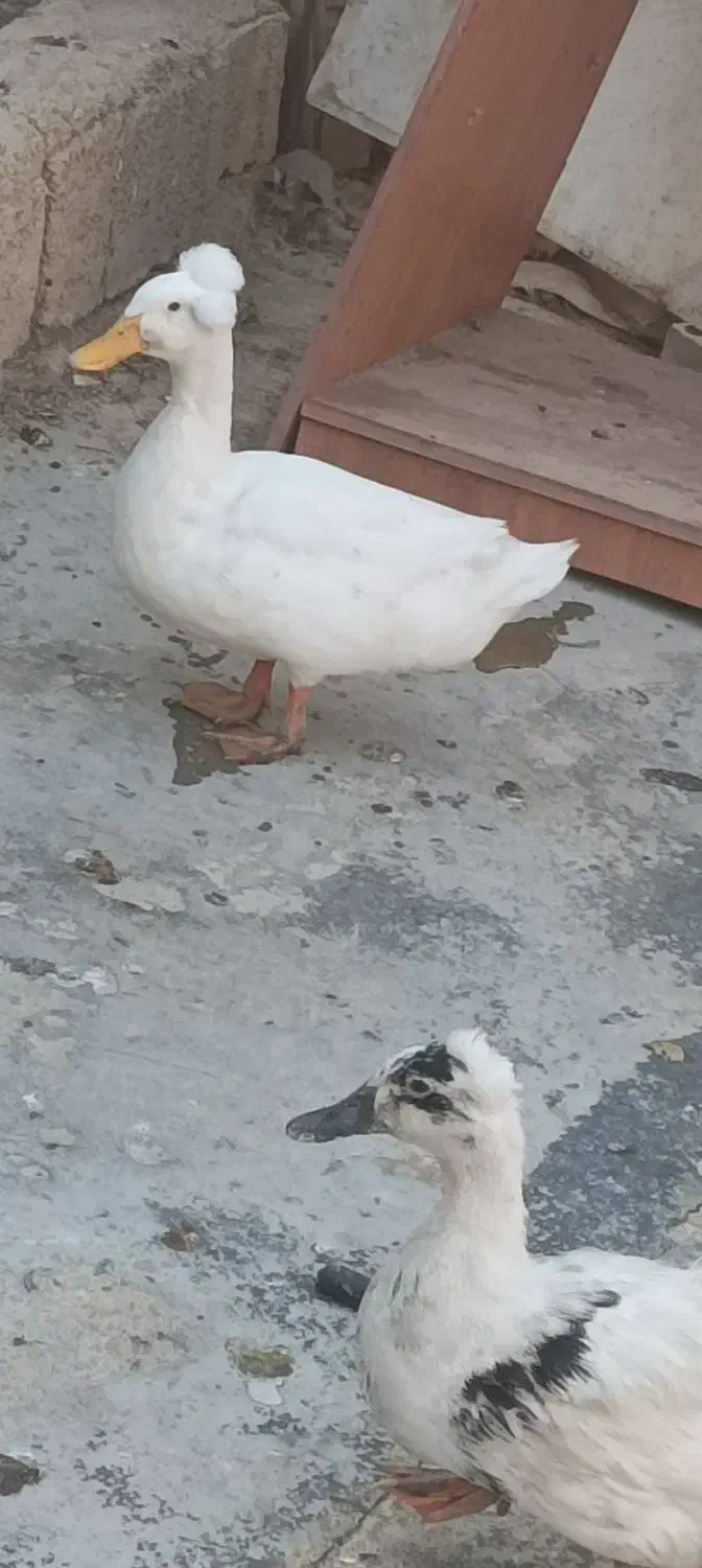 ۶جفت اوردک روسی کاکول دار به شرط سالم و تخم گذار|حیوانات مزرعه|چمران, |دیوار