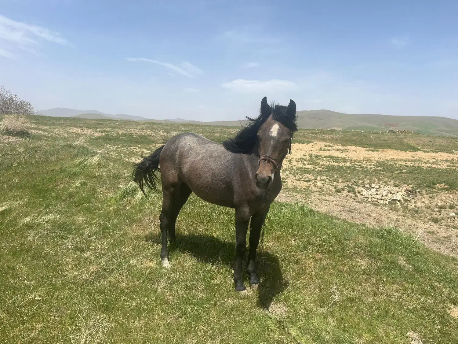 دو راس  مادیان (اسب)|اسب و تجهیزات اسبسواری|سربند, |دیوار