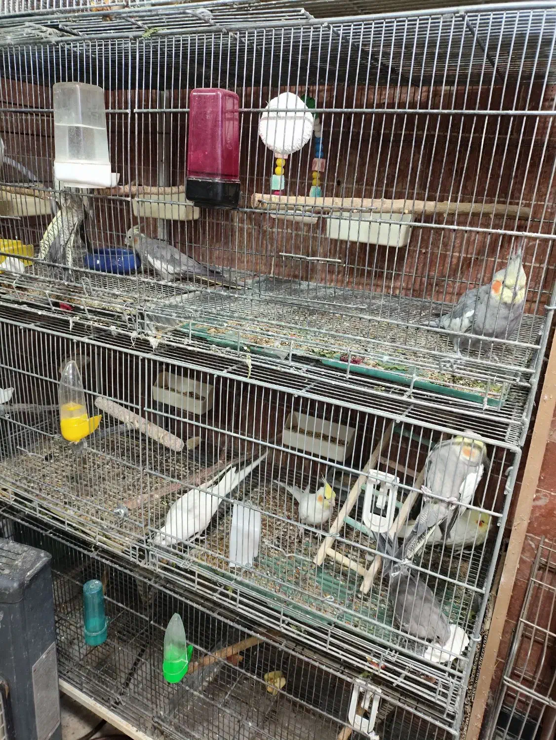 عروس هلندی تک و جفت و مولد موجود است|پرنده|بومهن, |دیوار