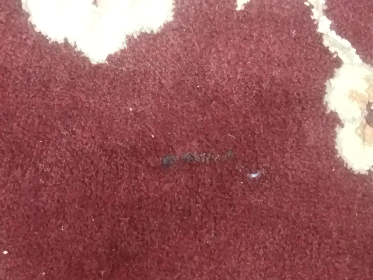 دو تخته فرش 12 متری کار کرده|فرش|بروجرد, |دیوار