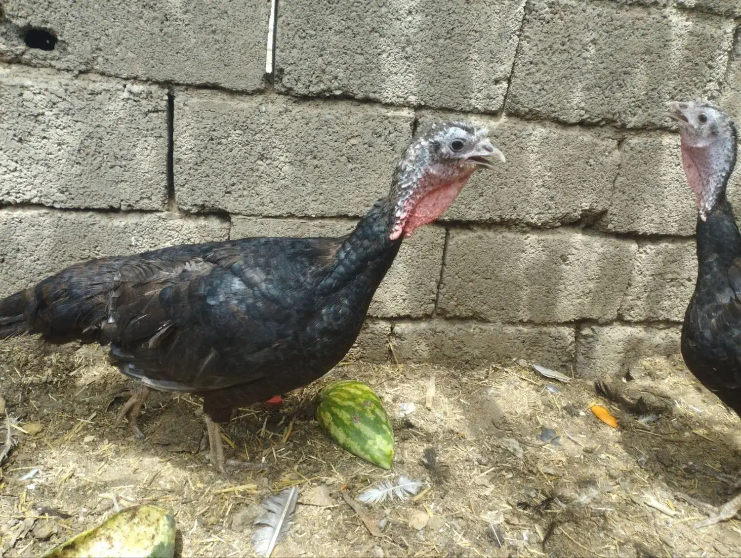 سه عدد بوقلمون آمریکایی ماده|حیوانات مزرعه|سبزوار, کهنه آب|دیوار