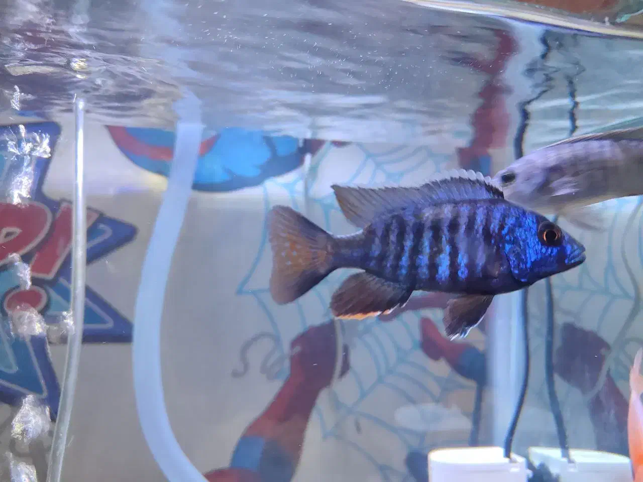 ماهی سیچیلاید مالاوی|ماهی|ساوه, |دیوار