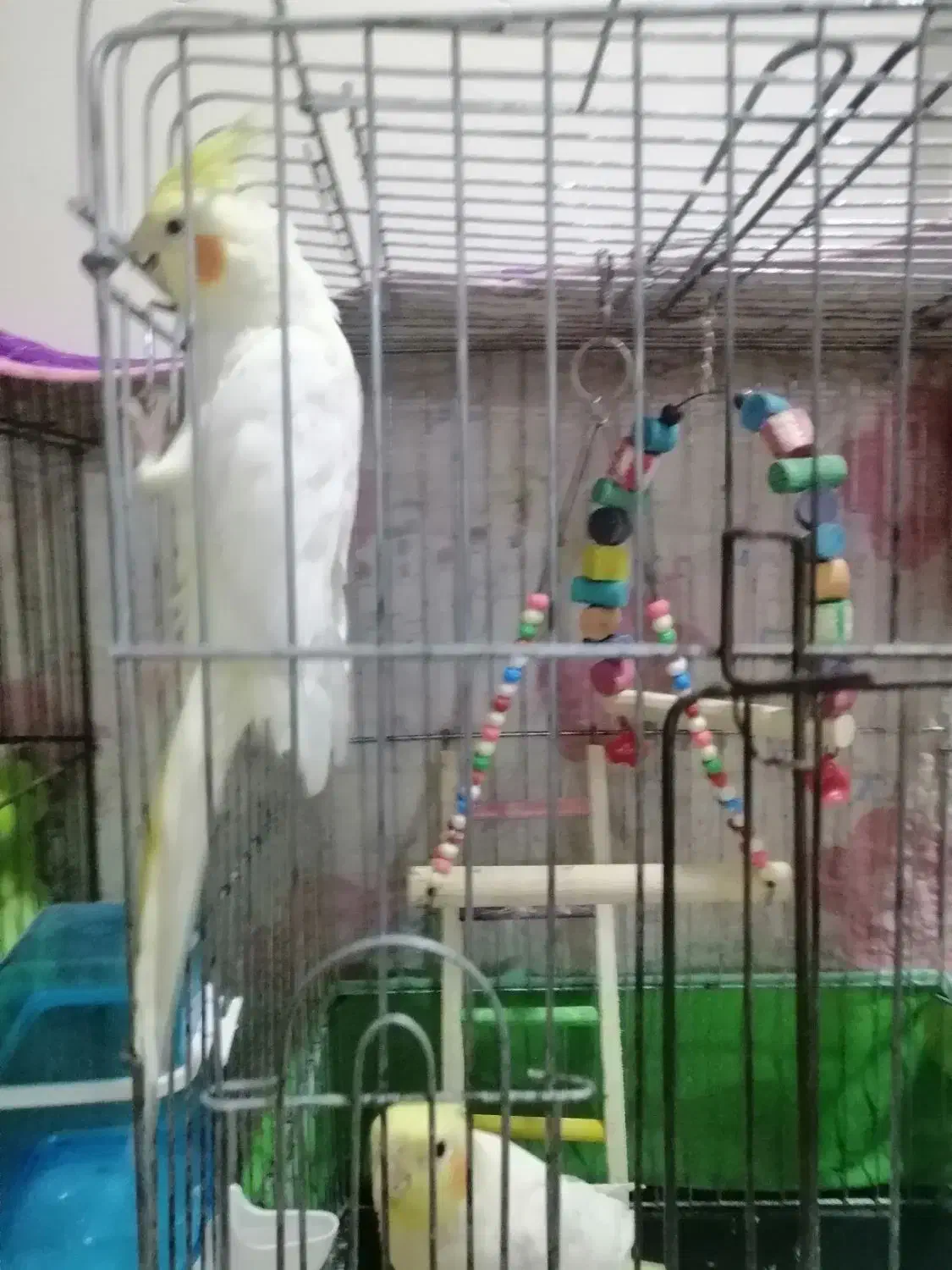 عروس هلندی نر و ماده لوتینو زرد|پرنده|بندر امام خمینی, |دیوار