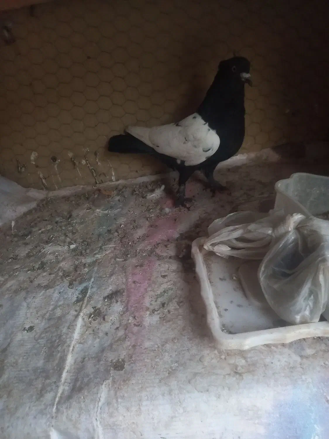 رنگی پلاکی اصل|پرنده|قم, انسجام|دیوار