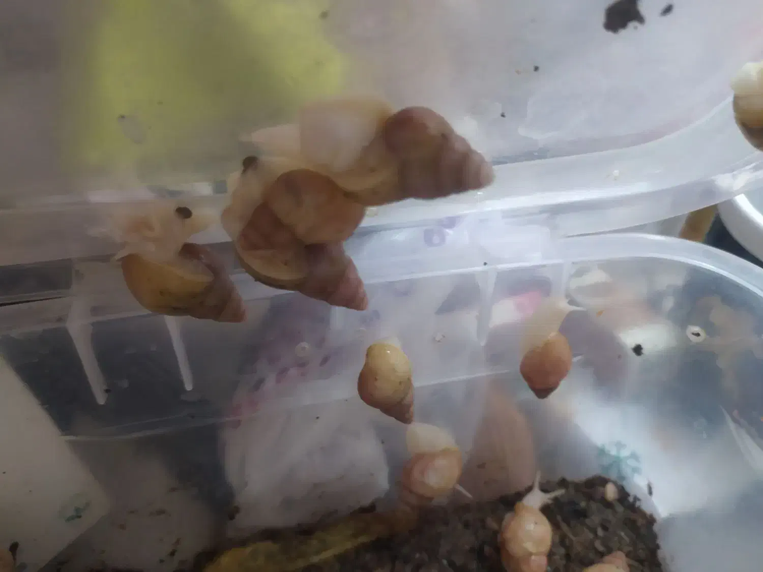 حلزون آلبینو مولد|خزنده|مشهد, عبادی|دیوار