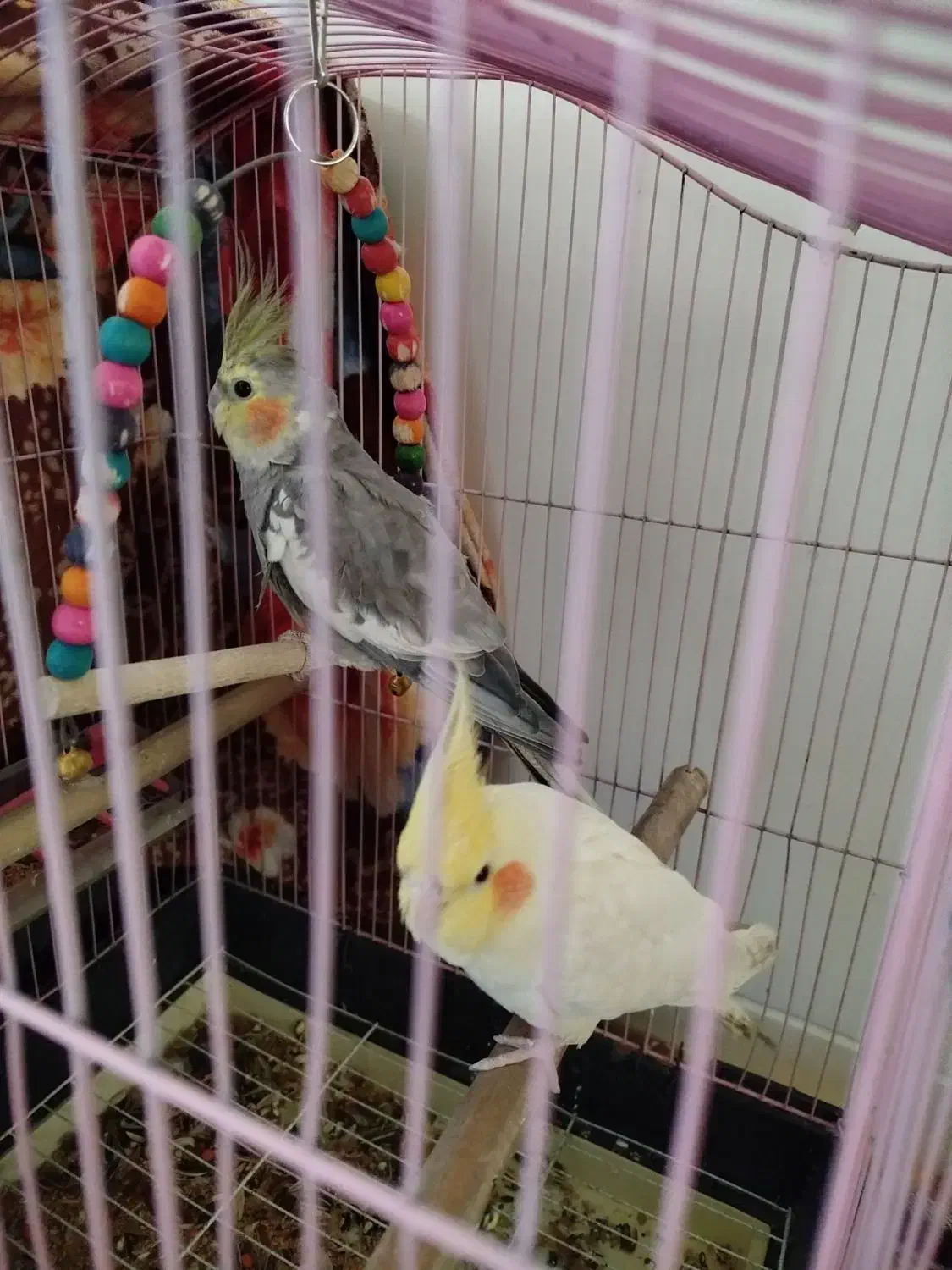 یک جفت عروس|پرنده|فولادشهر, A6|دیوار