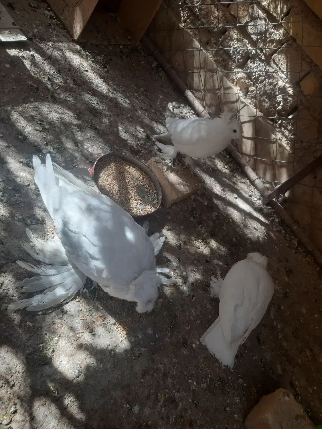 فروش کبوتر بخارایی سفید|پرنده|اردکان, |دیوار