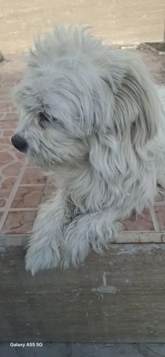 سگ پشمالو|سگ|شیراز, زرهی|دیوار