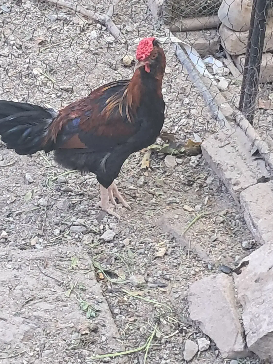 خروس گلین|پرنده|شازند, |دیوار