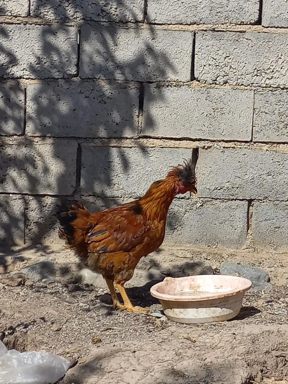 خردس جوان ارگانیک|حیوانات مزرعه|هریس, |دیوار