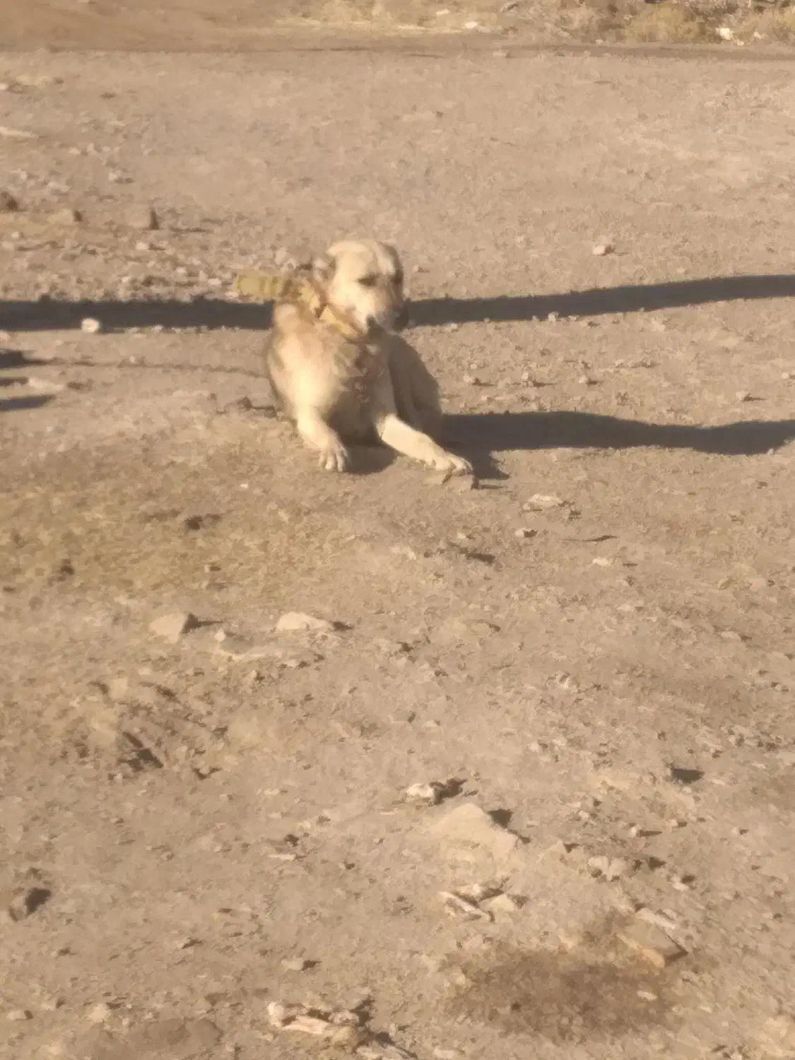 واگذاری|سگ|خرم‌آباد, |دیوار