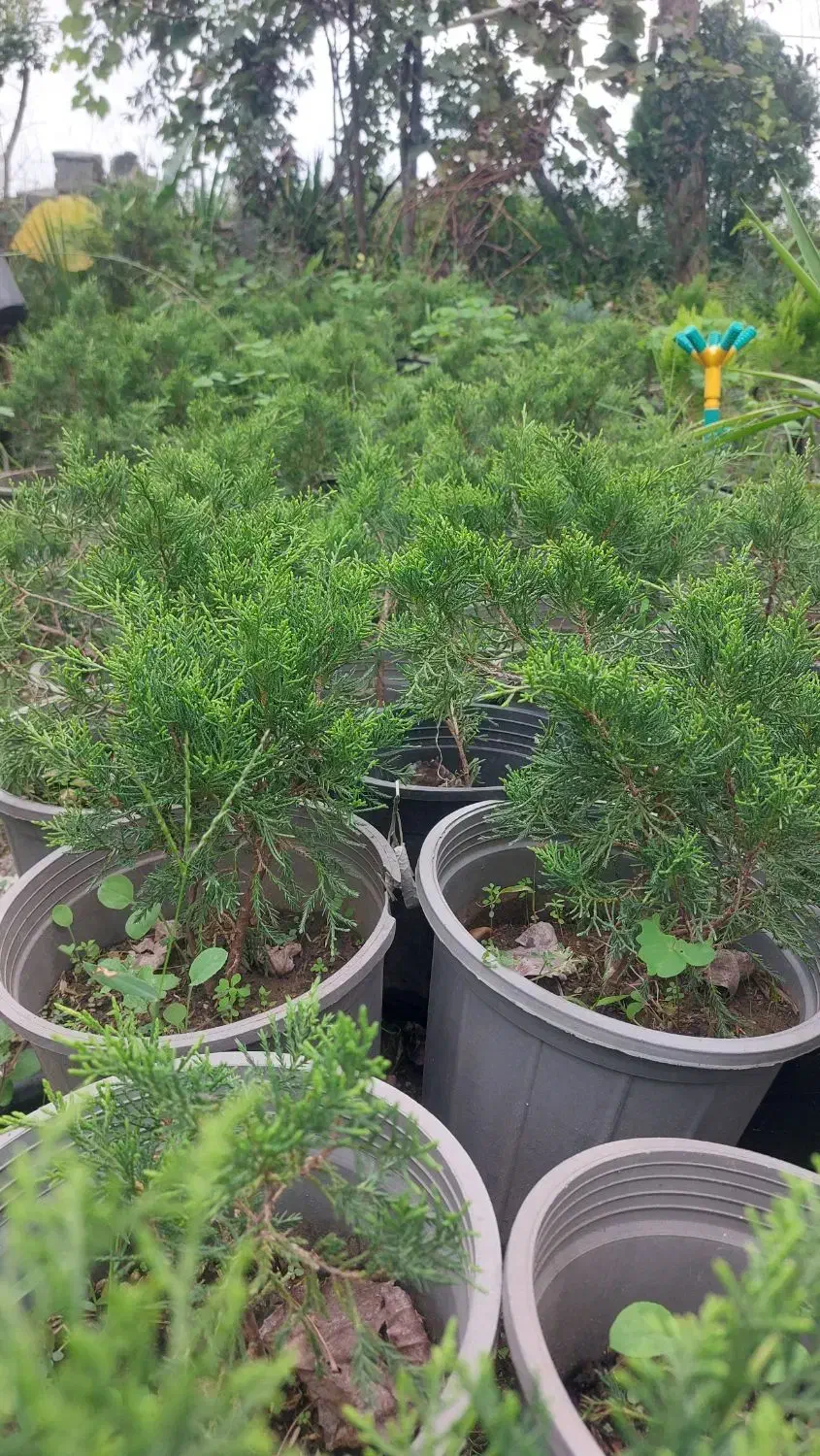 فروش گل یوکا و رونده کرپ و ...|گل و گیاه طبیعی|رحیم‌آباد, |دیوار