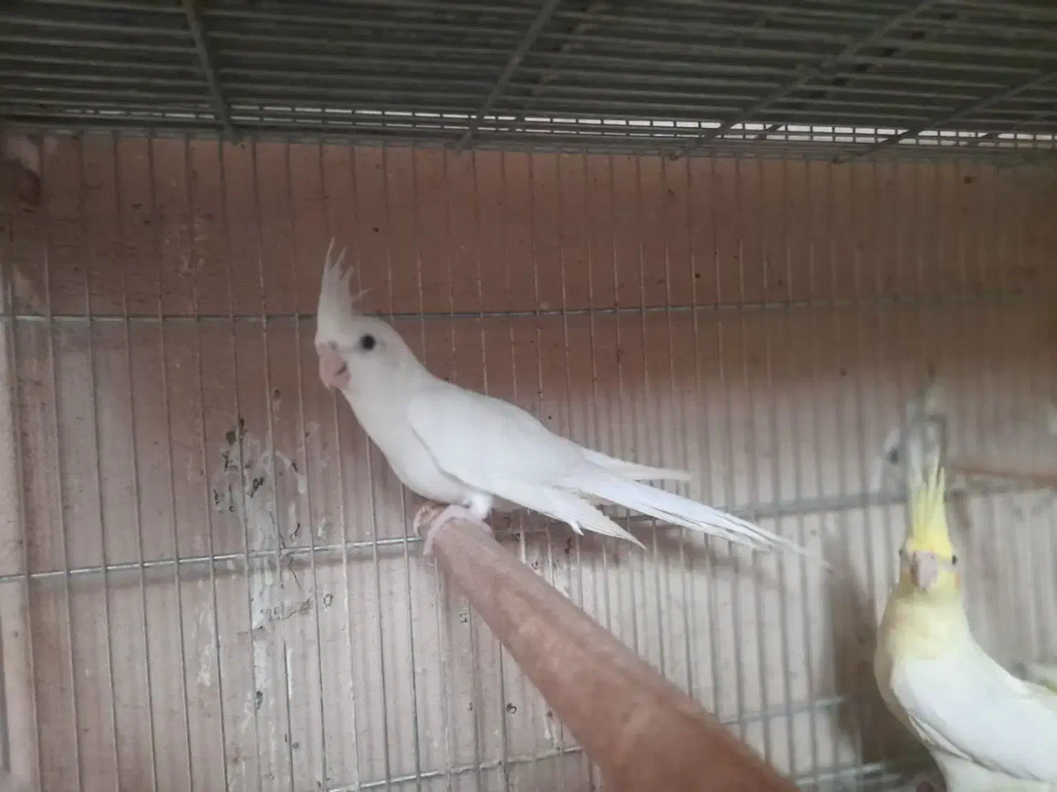 ۴عدد جوجه عروس هلندی دونخور دستی|پرنده|خمینی‌شهر, |دیوار