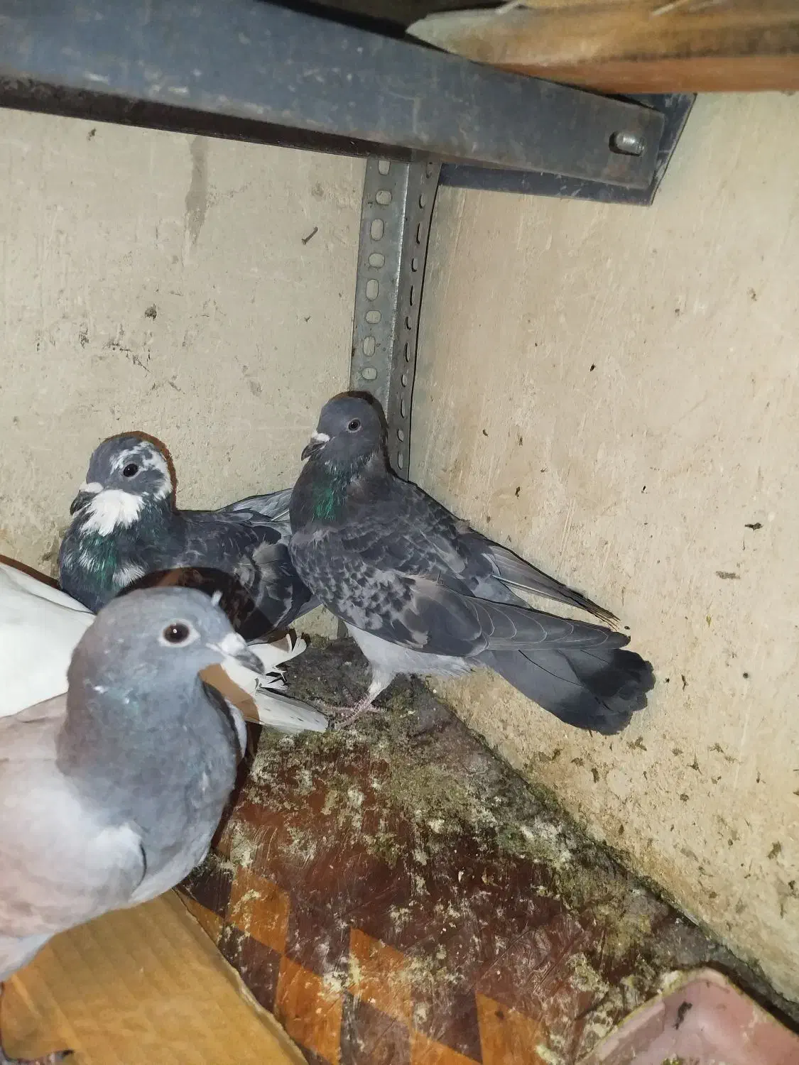 کبوتر|پرنده|تبریز, |دیوار