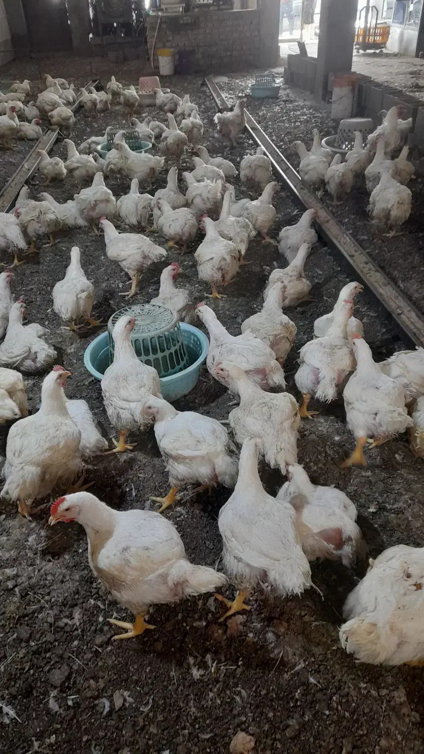 شاگرد مرغداری|استخدام صنعتی، فنی، مهندسی|زابل, |دیوار