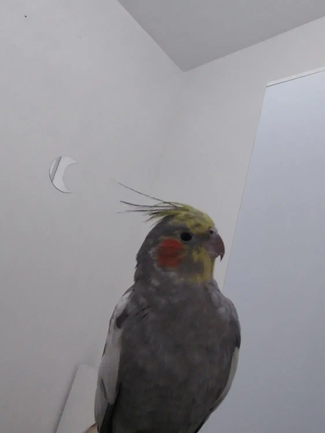 عروس ماده با قفس|پرنده|اصفهان, جلالیه|دیوار